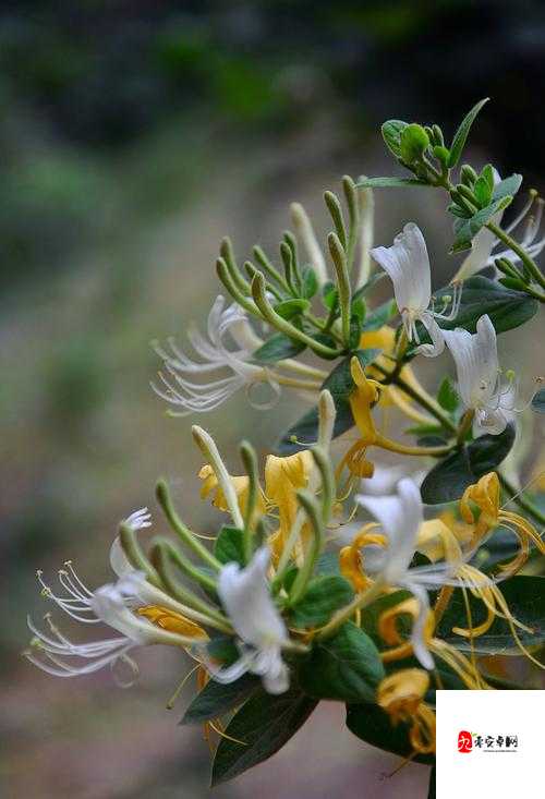 绞尽 by 金银花的奇妙探索之旅