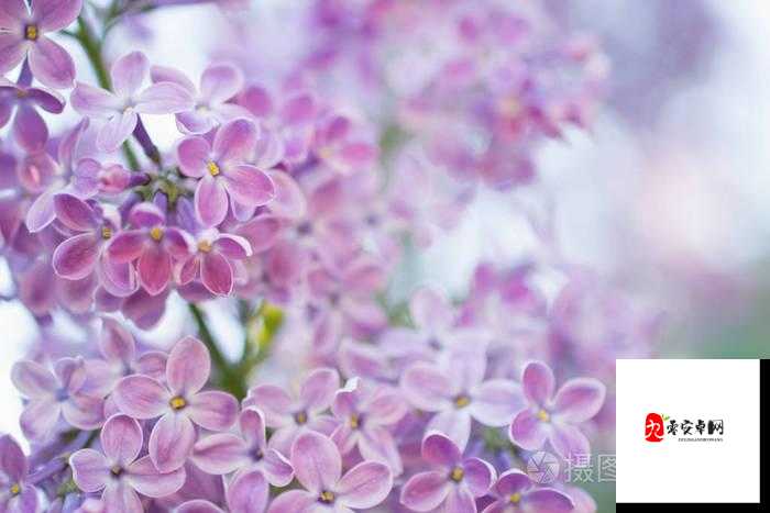 色丁香爱爱的浪漫爱情故事：一场独特而深刻的情感之旅