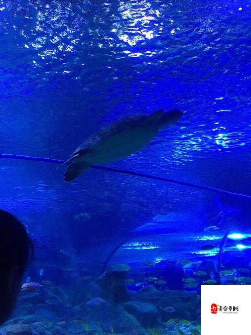 第七色区：探寻神秘未知的奇幻世界