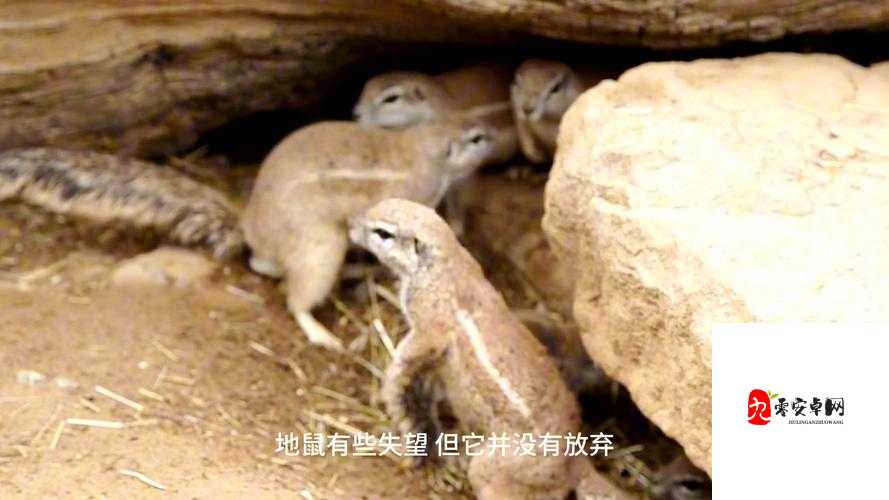 疯狂地鼠城，作为一只地鼠在森林中的生存智慧与资源管理