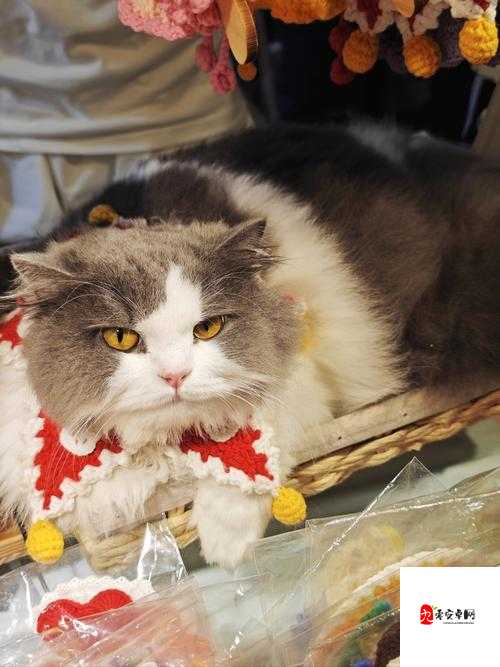 猫猫它饿了，解锁观察通关秘籍，让萌宠不再等待