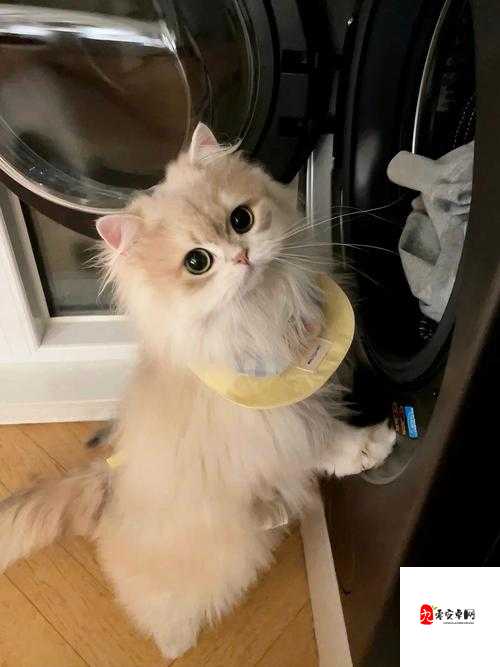 养成类游戏电子宠物，带你体验线上养猫的亲身经历在资源管理中的重要性及高效策略