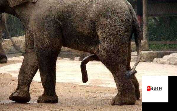 精 69XXXⅩXx 喷潮：探索未知的激情与满足