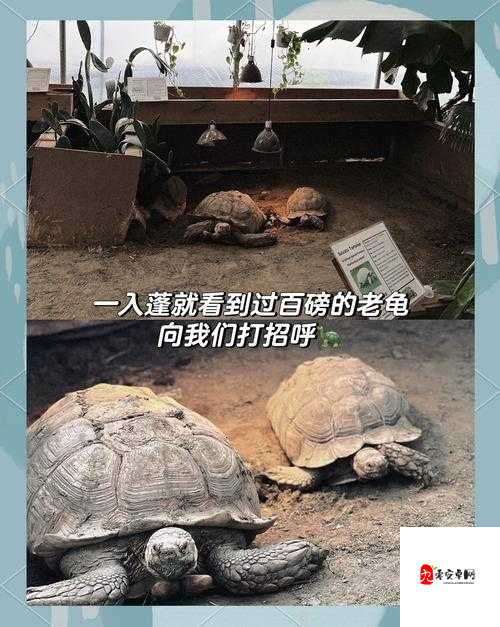 小森生活奇遇，解锁最全动物刷新图鉴，探索自然奥秘