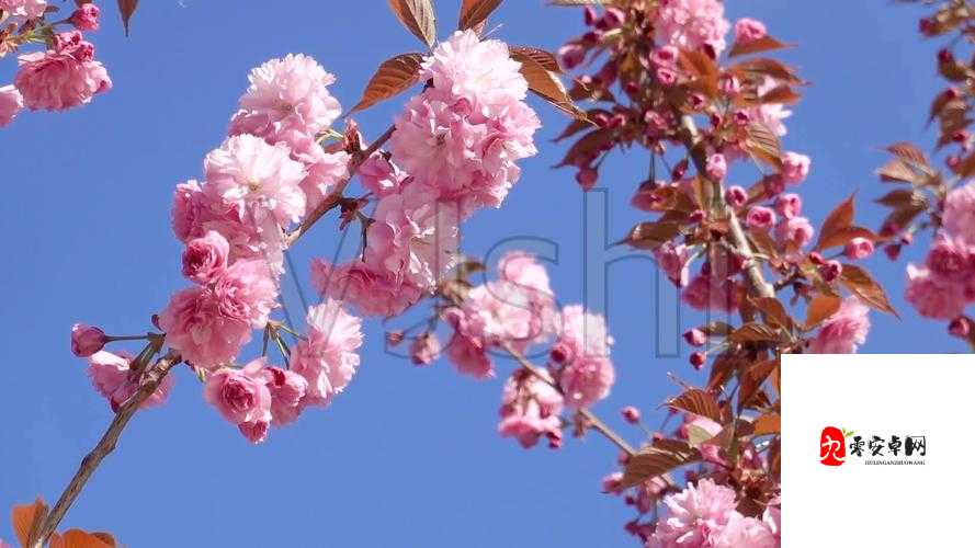 樱花视频高清播放在线观看：让你尽享视觉盛宴