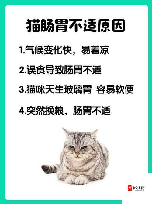 饥饿猫自救指南，解锁让猫猫吃到食物的创意攻略