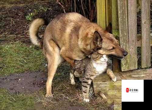 又黄又猛又粗的 xxx：探索未知的奇妙世界