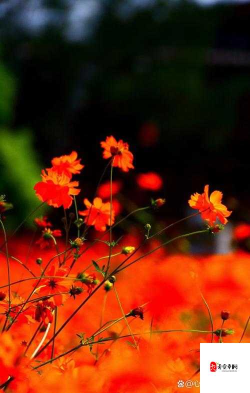 花落伴花途柔佳美丽的儿媳妇：她是我们家的珍宝和骄傲