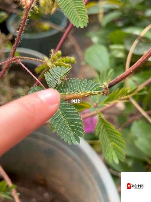 含羞草文化传媒最新版：视频播放、社交互动、精准推荐