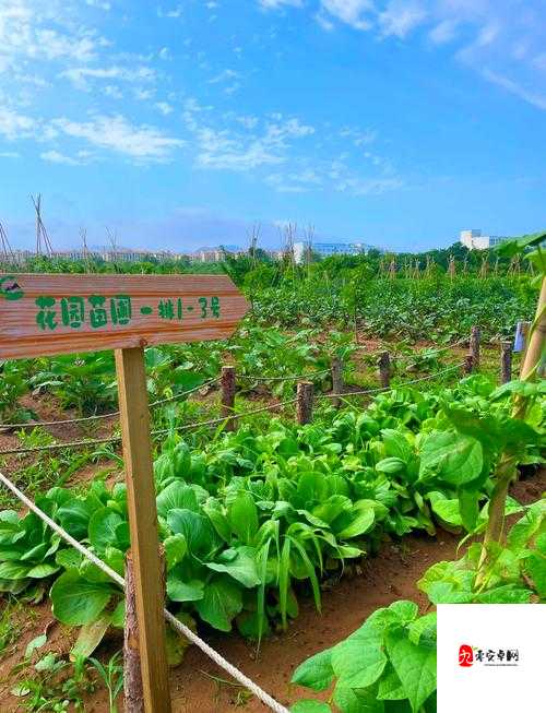 金色农场种植大揭秘，解锁你的田园梦想新玩法