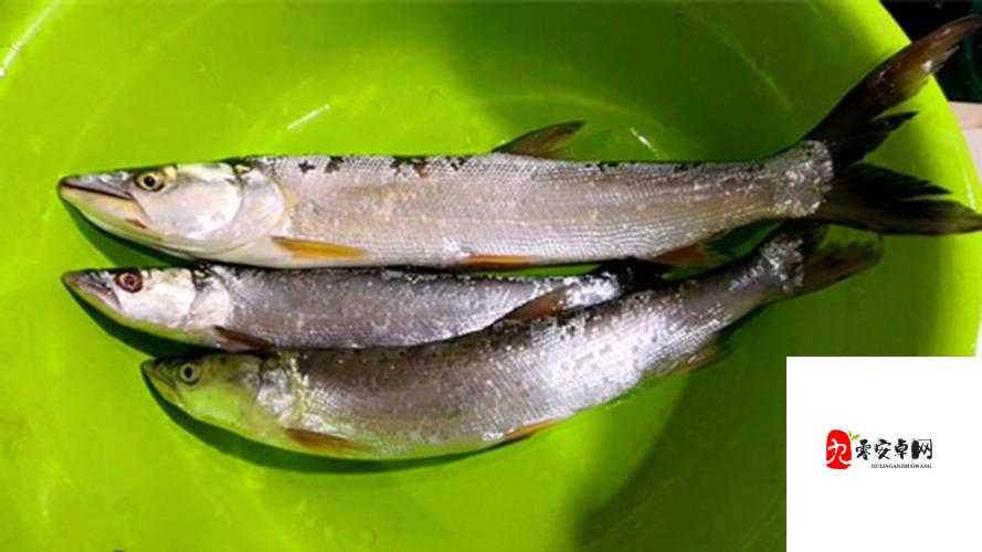 新手玩家必看，稀有鱼类刺头鱼的获取与管理