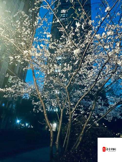 樱花绽放的小镇，揭秘我的小镇大酒店魅力所在