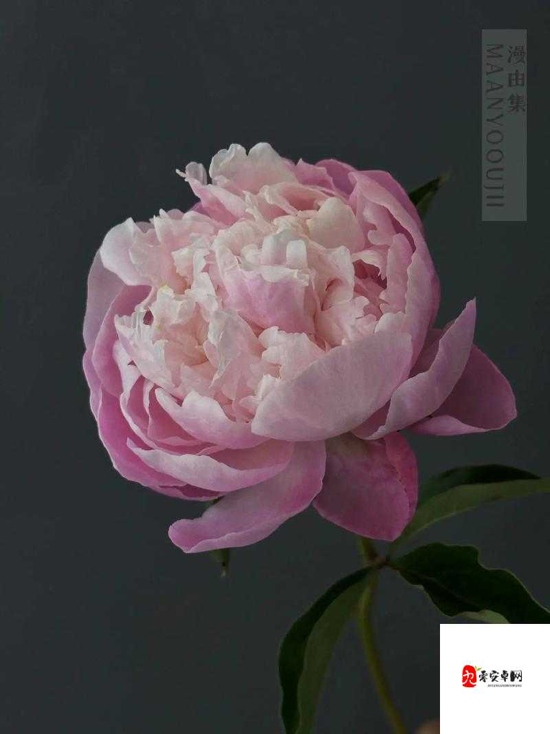 香软玉滑林芍药之美丽迷人风情万种魅力无限