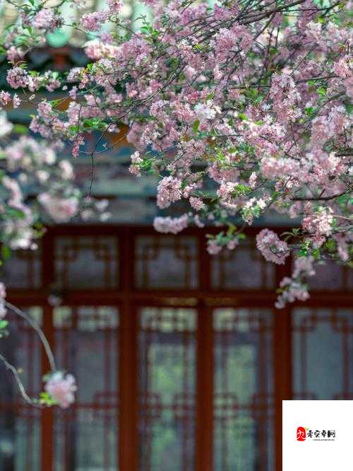 风月海棠9是免费的吗：探讨其资源获取的可能性