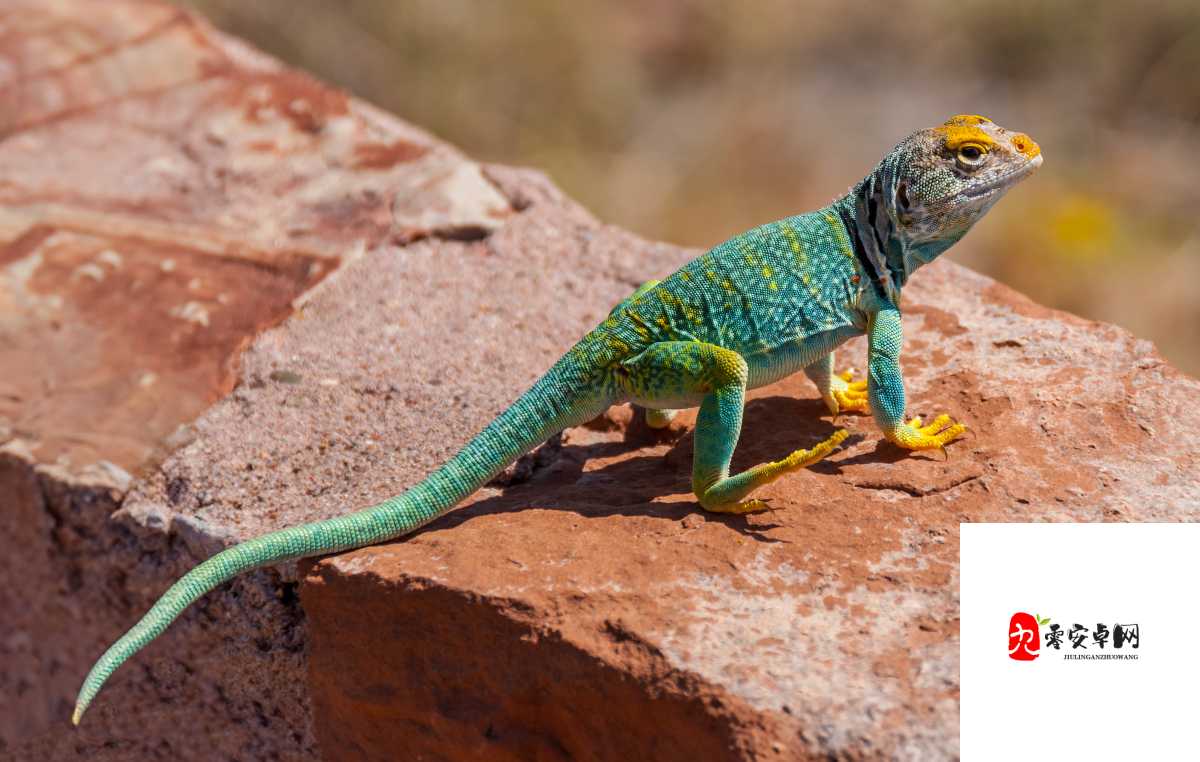 欧美videosdesexn动物的真实生活：它们的世界和我们的相似之处