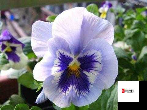 欧洲一卡 2 卡三卡 4 卡网站国色天香之独特魅力