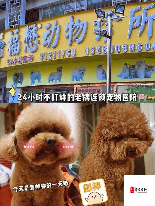 凯尔斯医生的宠物医院秘籍，成为受人尊敬的兽医之道