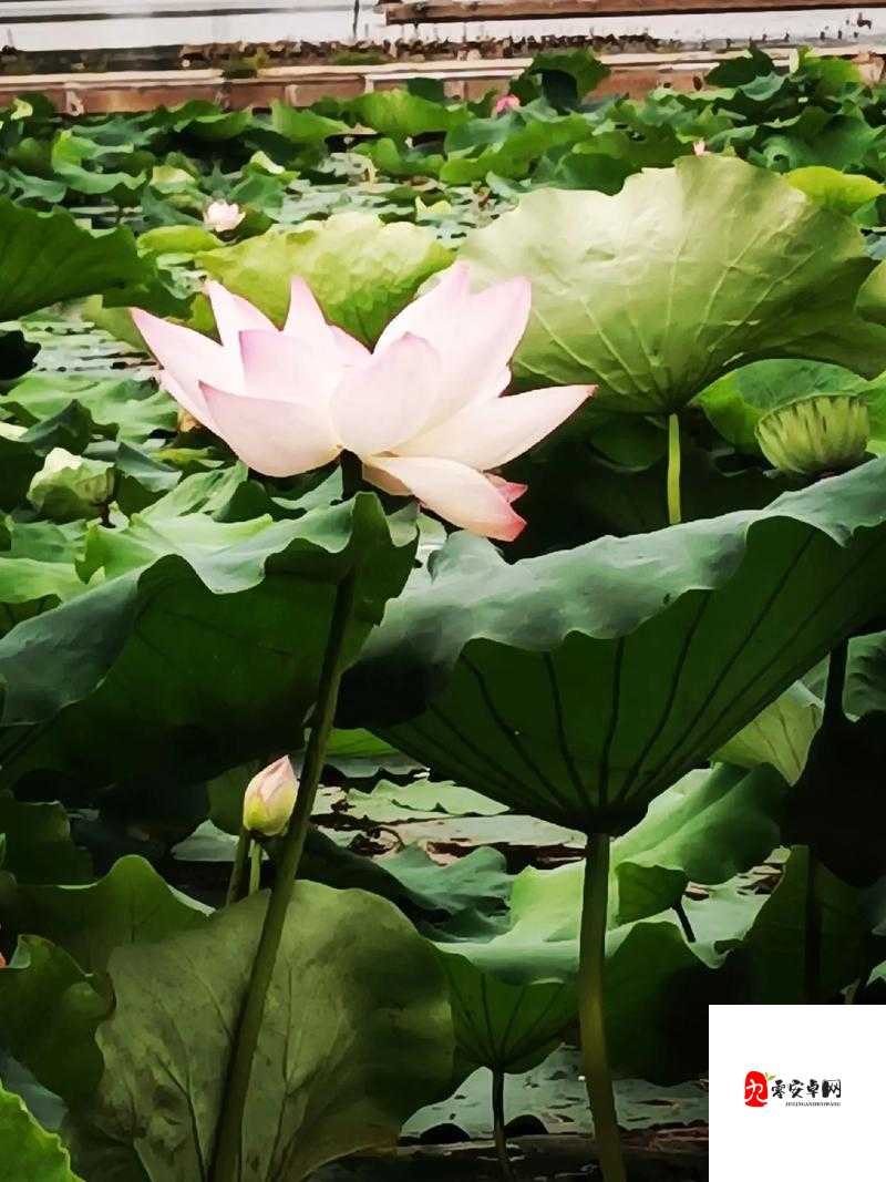 女人的莲花多久闭合：性知识科普