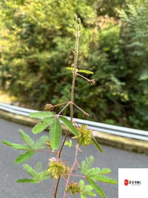 啊～你 TM 别？了含羞草：世界上最羞涩的草，你见过吗？