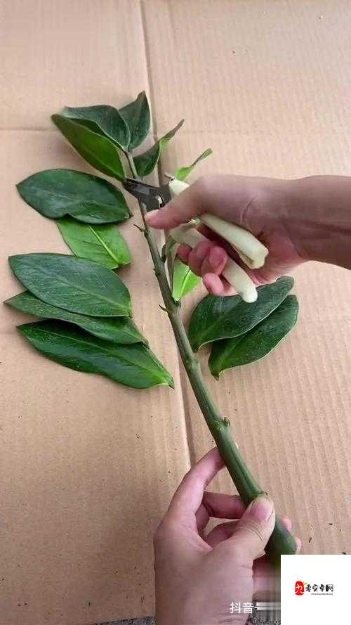 扦插 bb 有什么好处：关于其好处的详细探讨与分析