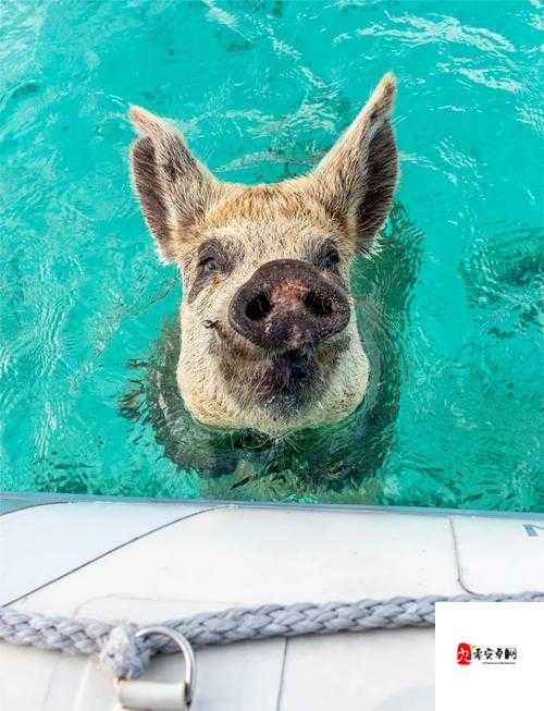 人马畜禽 company 猪巴西的奇妙之旅