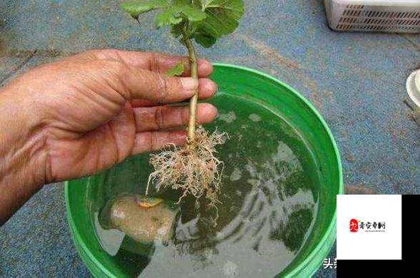 扦插 BB 有什么好处都是精品破解内容：详细解读其优势所在