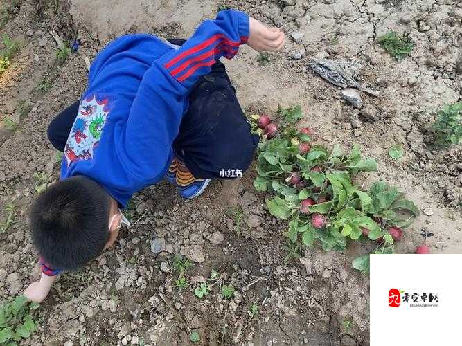 男生和女生抱萝卜需要准备什么：全面解析与必备物品清单