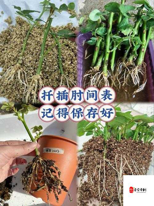 欧式 72 种扦插法的注意事项：详细解读与要点剖析