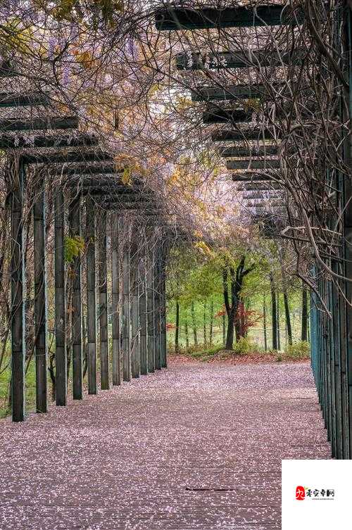 摩尔庄园紫藤花架，梦幻庄园的必备之选