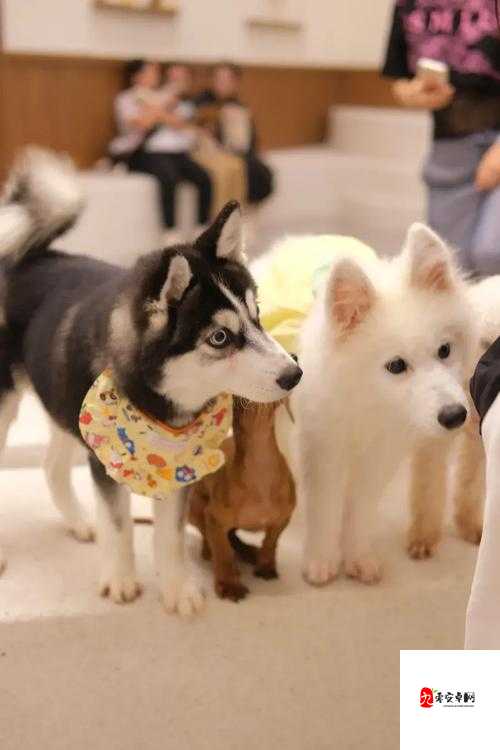 烈火如歌灵兔获取秘籍，解锁宠物世界的奇妙之旅