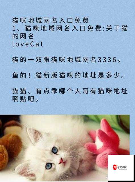 慷慨猫咪 MV 最新地域网名怎么取-揭秘独特命名思路