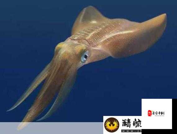 鱿鱼b25777 直接进入相关内容介绍及注意事项