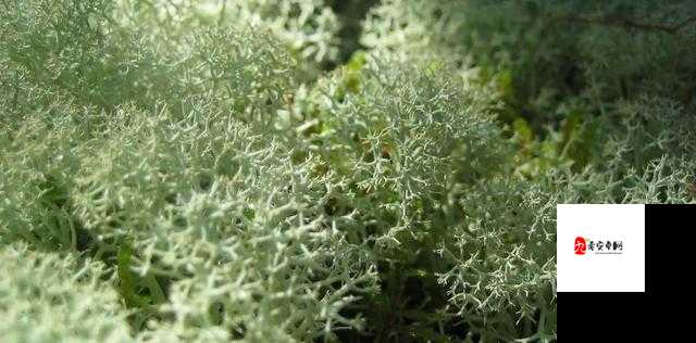 夜夜草类型多样是真的吗-网友：揭秘其背后的真相