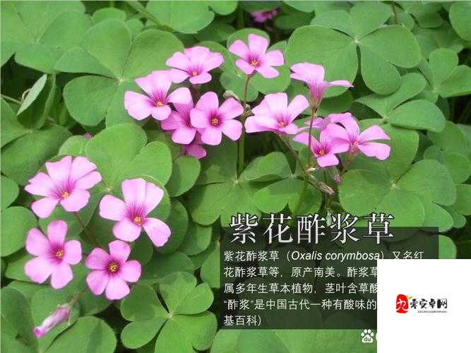 gw4411 三叶草的神奇功效与应用探索