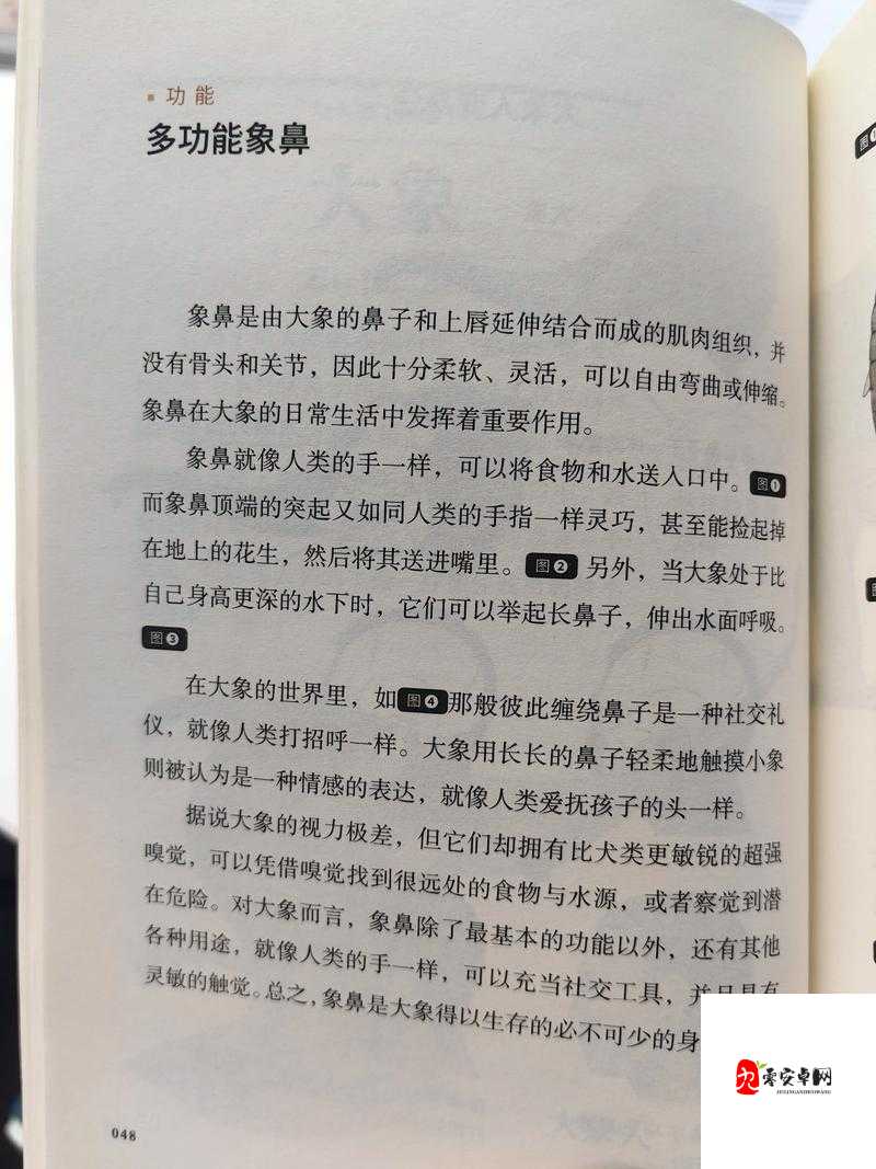 满 18 点此安全转入 2024 大象：进入大象的奇幻世界