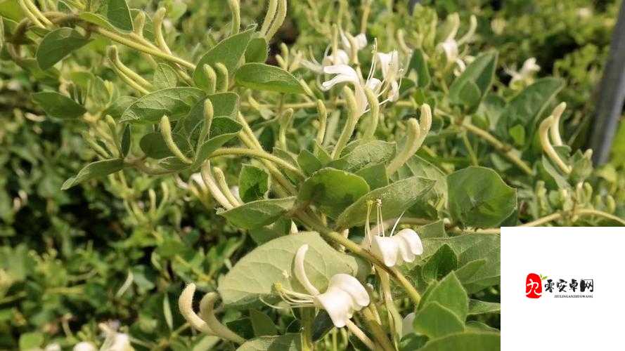 深度开发 pop 金银花：打造特色产业助力乡村振兴新途径