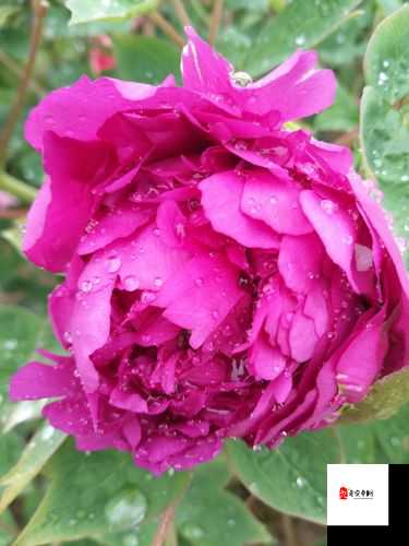 林娘子府中遇甘霖，甘霖润泽别样情