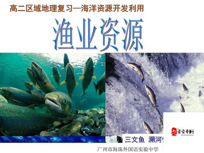 海洋阵容，资源管理中的瑰宝与策略