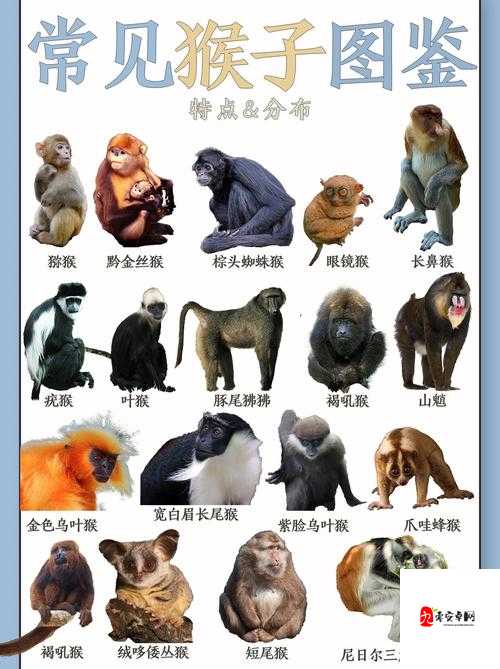 女生和男生一起生猴猴子：探索这奇妙的生命诞生之旅