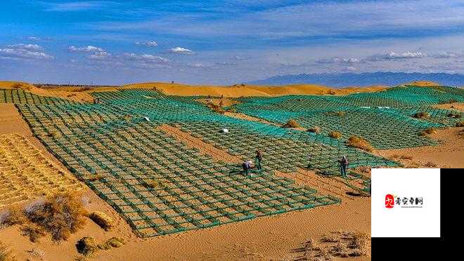 沙漠阵容，资源管理中的策略与智慧