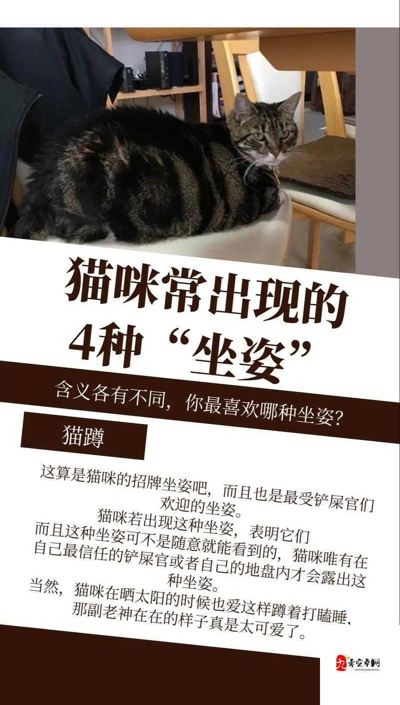 小猫咪大城市日常美容动作怎么获得：新手养猫必备教程