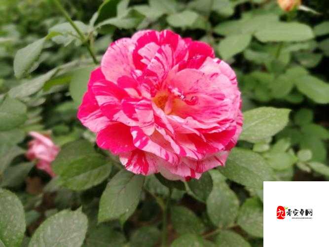 蜜桃皇后私密紧致：提升私密健康，绽放皇后魅力