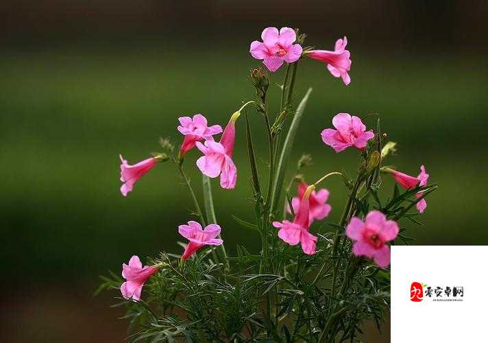 野花社区影视 WWW 在线解锁版：畅享高清影视无束缚