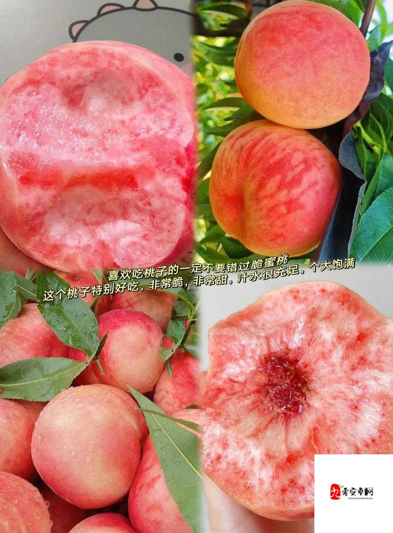 巨无霸水蜜桃 4399 ：独特美味的水果之选