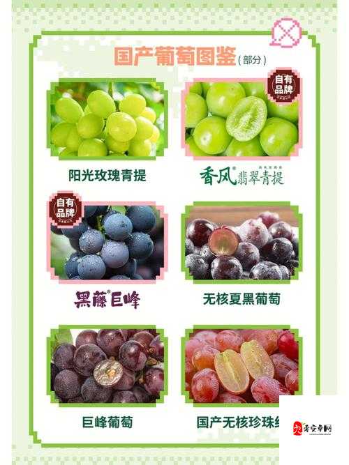 江湖悠悠，葡萄图鉴里的甜蜜探索之旅