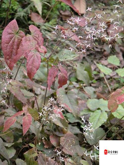 江湖悠悠，揭秘淫羊藿，草本奇珍的武侠情缘