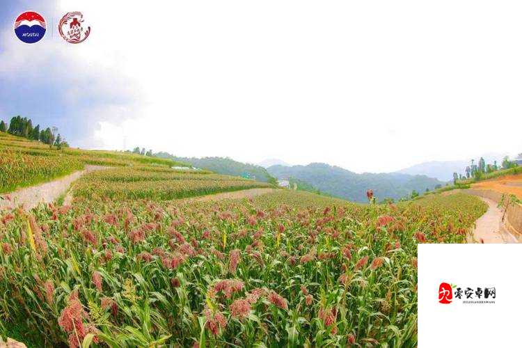 江湖悠悠红缨高粱图鉴，资源管理的艺术