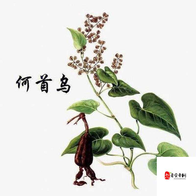 江湖悠悠，探寻何首乌的神秘面纱，解锁养生新境界