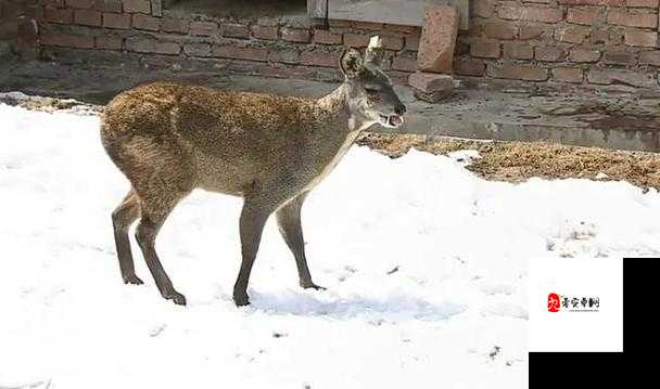 江湖悠悠，探寻麝香图鉴的奇妙之旅