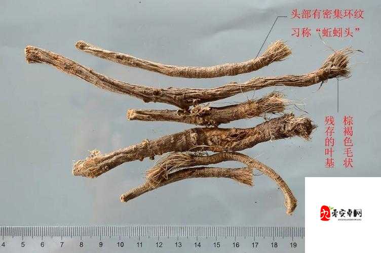 江湖悠悠，探寻药材图鉴的奇妙之旅